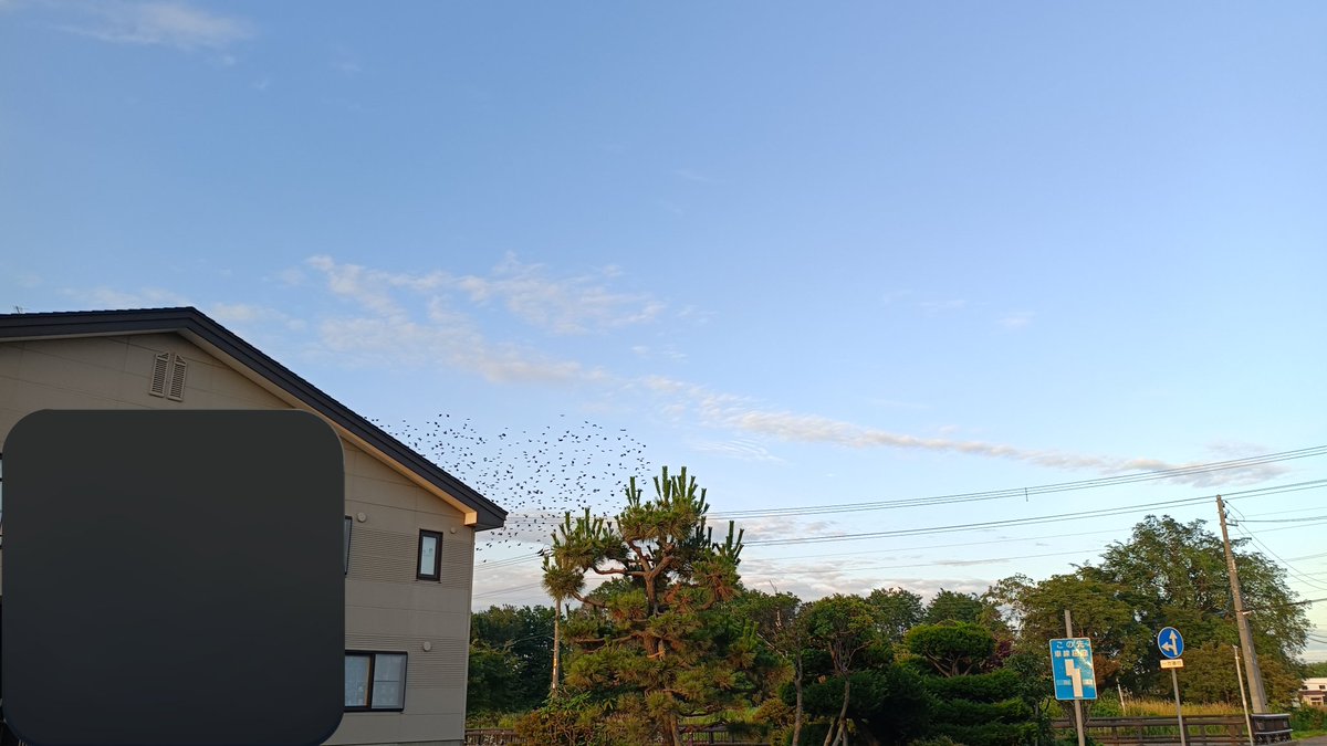 akitasoran's tweet photo. いつもすずめの大群現れるからどうにか写真撮りたいんだけど、神出鬼没でなかなか上手くいかない https://t.co/pAsklRGEy4