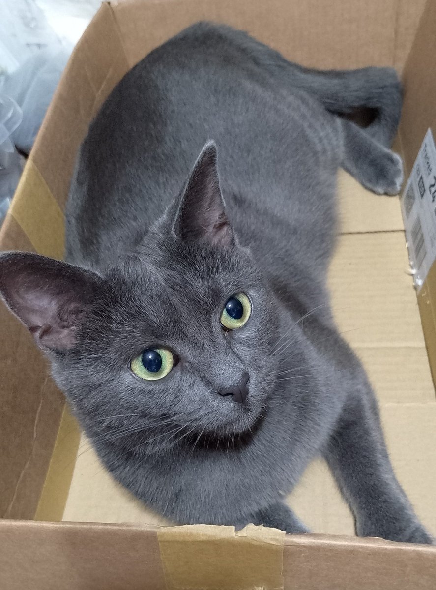 ToeTabby's tweet photo. Special delivery πππΈ #feralkitten #Earl #catsoftwitter #catsofinstagram #caturday π©Ά https://t.co/gYcXyRHHWU