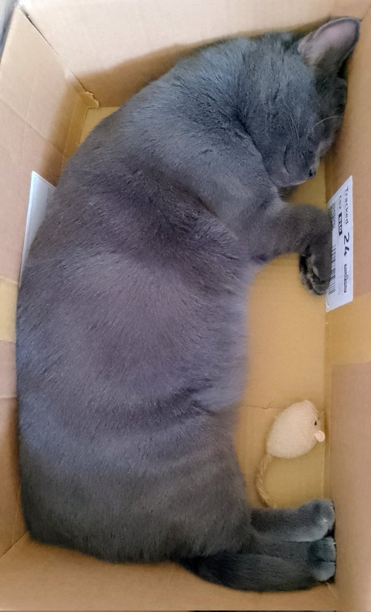 ToeTabby's tweet photo. Special delivery πππΈ #feralkitten #Earl #catsoftwitter #catsofinstagram #caturday π©Ά https://t.co/gYcXyRHHWU