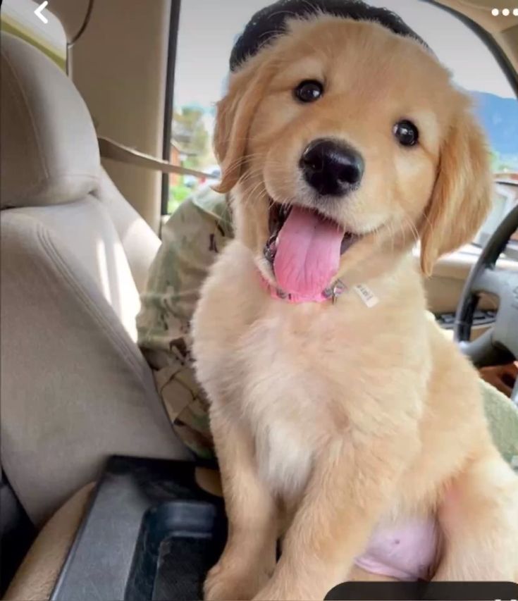 Dogslover56's tweet photo. Smiles this pure should be illegal. 🥹✨ https://t.co/mqfyDBzqcV