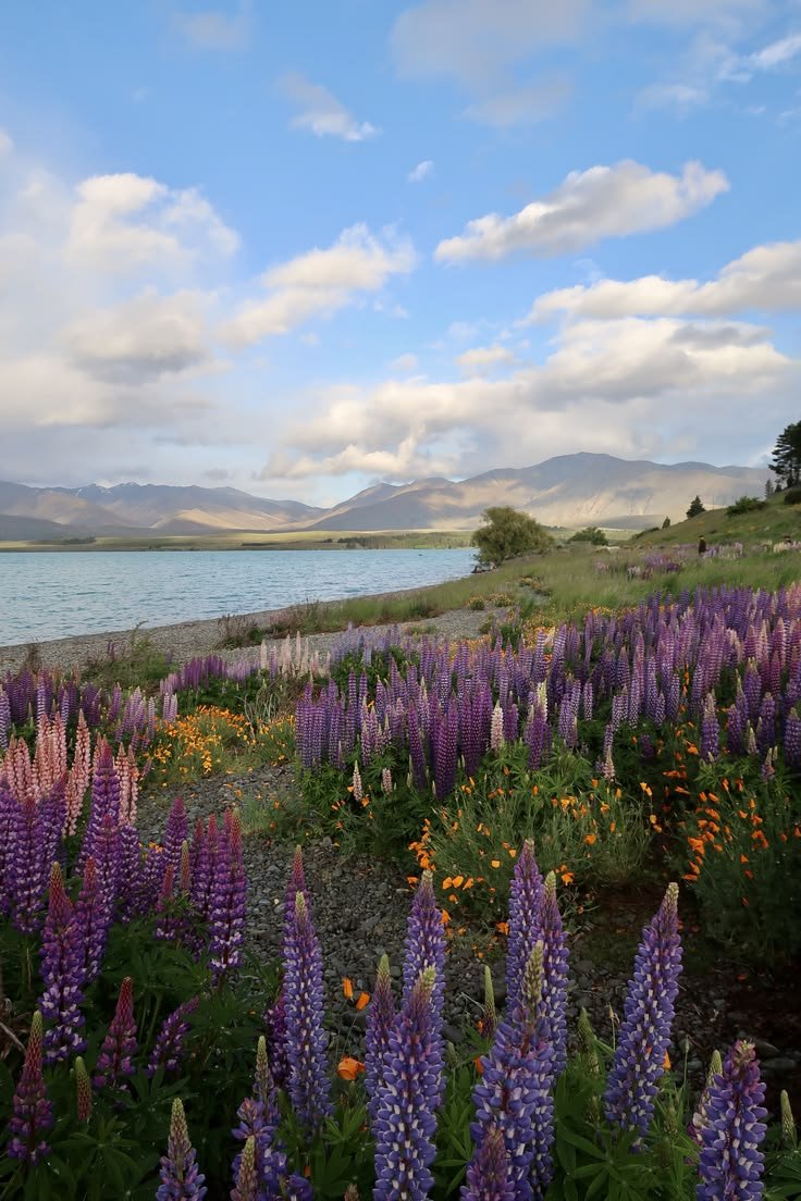 echoesofworld's tweet photo. New Zealand https://t.co/GCXoZv7CUg