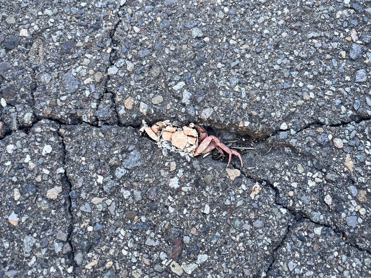 rapsoooooooon's tweet photo. 近所におったサワガニ(死体)
コイツやったりホタルを見るようになったり小魚の群れが泳いでたり、工事してから近くの川の水質が明らかに良くなっている
数年前までデカ鯉ぐらいしかおらんかったのに https://t.co/jnurYfcUbg