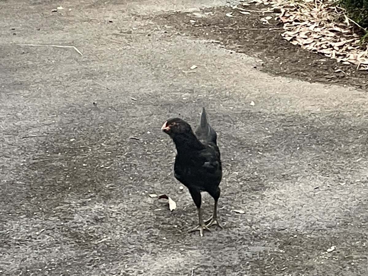 GrFa_F's tweet photo. なんで公園にこんなの居るんだよ https://t.co/kxsCAzQ7gZ