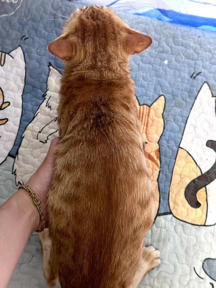 charlywote's tweet photo. My fluffy kitten just hit 6 months old—she’s gone from tiny peanut to zooming fur tornado who steals socks daily  Love every messy, cute growth milestone!， https://t.co/df9r4FrYNt