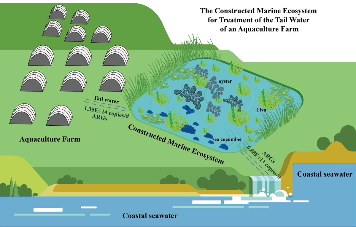 Engineering2026's tweet photo. These findings offer preliminary evidence that constructed #seawater wetlands combined with marine organisms provide a simple, practical, and feasible strategy to remove ARGs in industrial #mariculture systems.
👉【Fate and attenuation of antibiotic resistance genes in a constructed seawater wetland used for aquaculture tailwater treatment】
https://t.co/ZzswEL8qM3
#ENGINEERINGEnvironment