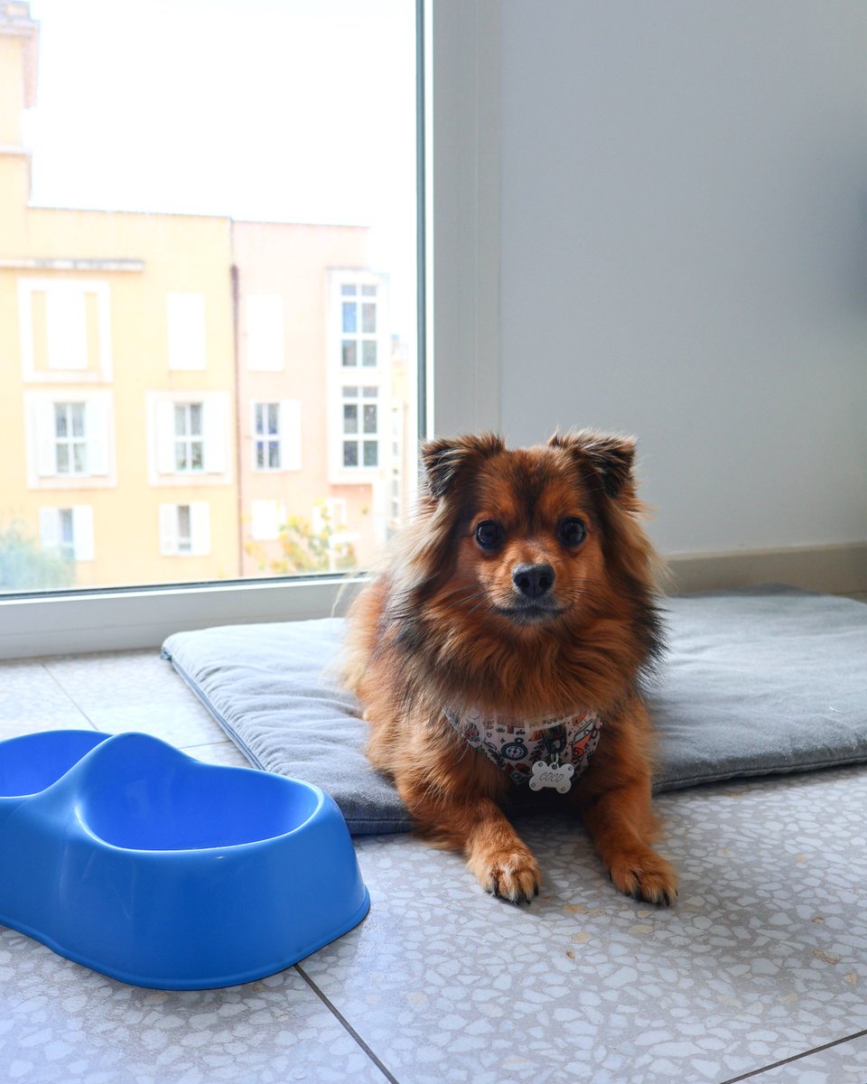 theloopinn's tweet photo. Tu mascota también se merece una escapada… y en #LoopInnHostels lo sabemos.

Aquí no solo eres tú quien viaja: tu compañero peludo también es bienvenido.
Nada de quedarse mirando con cara triste cuando haces la maleta.

Consulta todas las condiciones 
https://t.co/fa0g756oGd https://t.co/Wz6nQUSQGj
