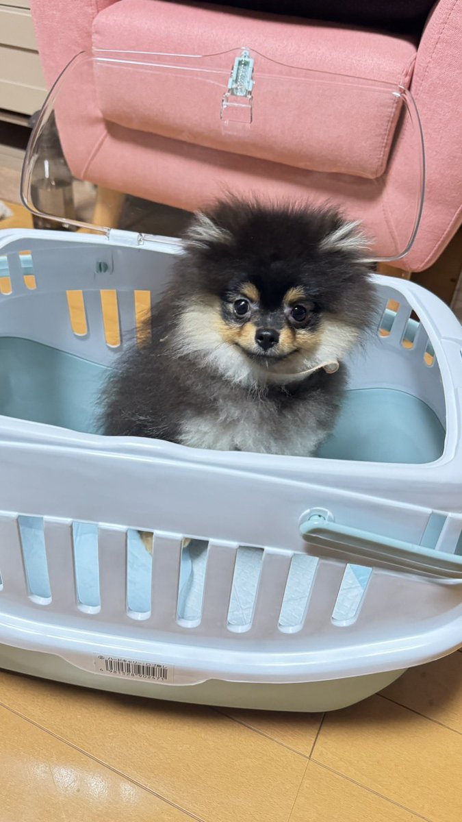tarasu_ro's tweet photo. 新しい家族増えました
かい  くんです🥰 https://t.co/FHszP9ByOh