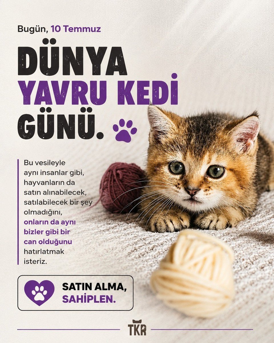 TKRgazete's tweet photo. Bugün, 10 Temmuz Dünya Yavru Kedi Günü.🐱 https://t.co/Q7FgXo9fsD
