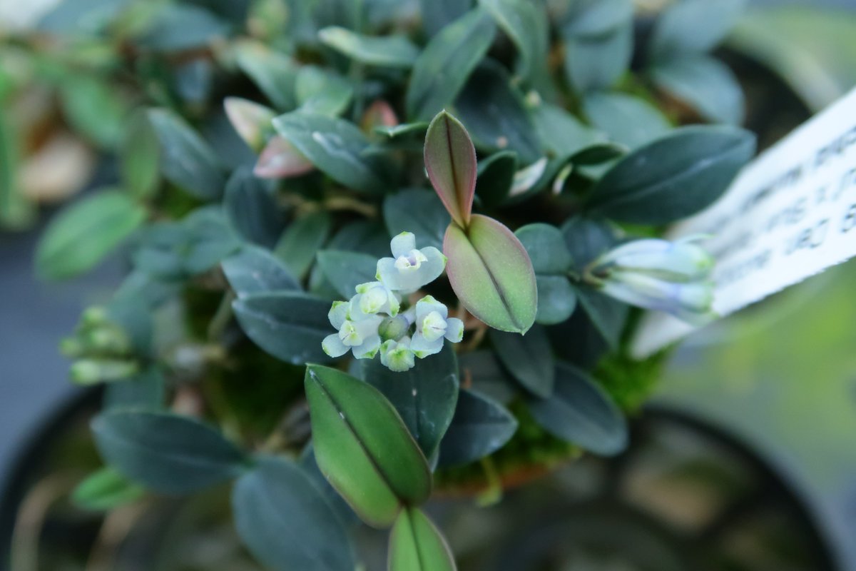 人気の青い花のデンドロの弊社オリジナルシブリングの苗に早くも花が