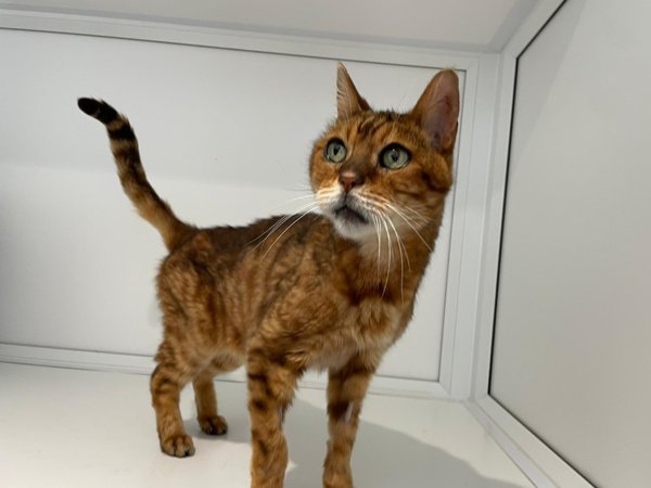 team_greenacres's tweet photo. 🏡KIT NEEDS A RETIREMENT / PERMANENT FOSTER HOME IN #PEMBROKESHIRE 🏡

Meet Kit, a handsome 15 year old Bengal searching for a very special retirement / permanent foster home where he can enjoy the love & comfort he truly deserves

💔He came into our care after being found as a stray💔

😺Despite his age, Kit still has plenty of personality

😺Kit has recently undergone a full dental procedure to remove his rotten teeth plus treat painful infections & he's now feeling much happier

😺Like most Bengals, he's vocal, full of character

😺This lovely old gentleman deserves to spend his golden years in a warm, loving home rather than in a rescue

🏡Kit would benefit from someone with experience of the breed who understands their unique nature

🏡Kit is looking for a retirement / permanent foster home

A permanent foster / retirement home must:

🏡Meet our standard rehoming criteria 
🏡Be in Pembrokeshire 
🏡Be kind, loving & patient
🏡Be able to care for Kit full-time 
🏡Be willing to take Kit to appointments @FentonVets Haverfordwest or Pembroke Dock surgeries 

🏥We will continue to cover Kit's Veterinary costs🏥

🏡If you think you could give Kit the comfort & companionship he deserves, we'd love to hear from you

🏡If you can offer Kit the right retirement / permanent foster  home, please complete the application form by following the link below👇

🔗
https://t.co/cNEyPqazQj

📝FYI: Applications are processed Monday to Thursday. Please be patient, our Rehoming Team will be in contact with you as soon as possible📝

🏡🏥Successful applications are subject to home & vet checks🏥🏡

📍Our animals are based in #Pembrokeshire South West #Wales While we do rehome across the UK, please keep our location in mind because visits to the centre are essential. We may also prioritise homes that are closer to the rescue 

For full details on our adoption process please visit: 

🔗 
https://t.co/P5YZxvile6

🔁Can’t adopt right now?
The best way to help an animal in need is to SHARE THEIR POST so it reaches their forever home🔁

Thank you for considering adoption & for helping us find a truly special retirement home for Kit 💚🙏💚

#teamgreenacres #rescue #rehomehour #seniorcatalert #seniorcat #caturdayeve #caturday #CaturdaySaturday #Pembrokeshire #wales