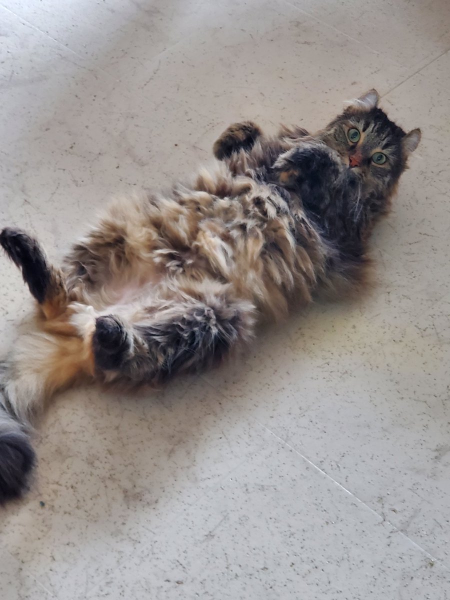 NUKOmofux2's tweet photo. モップかと思ったらオレちゃんだった(笑)

 #猫好きさんと繋がりたい
 #アメリカンカール
 #猫がいる生活 https://t.co/Jj9FDfabs0