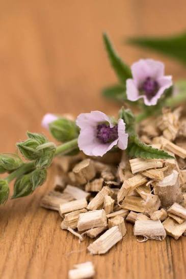 RolaEssence's tweet photo. 🌿 Marshmallow root is one of nature’s gentlest botanicals. Loved for centuries, it helps soothe dry skin, adds silky slip to hair care, and has a long history in traditional herbal wellness. Small root, remarkable benefits. ✨ #MarshmallowRoot #Herbalism #Skincare #allnatural https://t.co/2apUdxaEGT