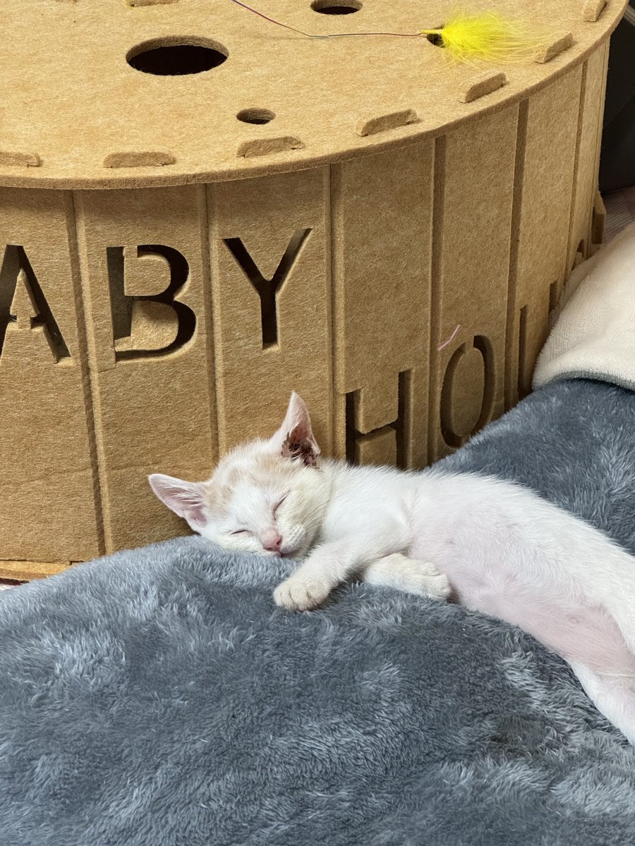beeeepi's tweet photo. 저희집에도 베이비 코숏들 있어용🫰🏻🫰🏻💕💕💕💕💕💕💕 제 눈엔 다 베이비 입니다..😻😻 https://t.co/Olewobxq1L