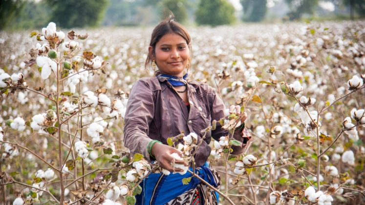 Gujarat Cotton Farmers to Get Up to ₹14,000 Per Hectare Assistance Under New Central Scheme https://t.co/JQvEkMXLbN