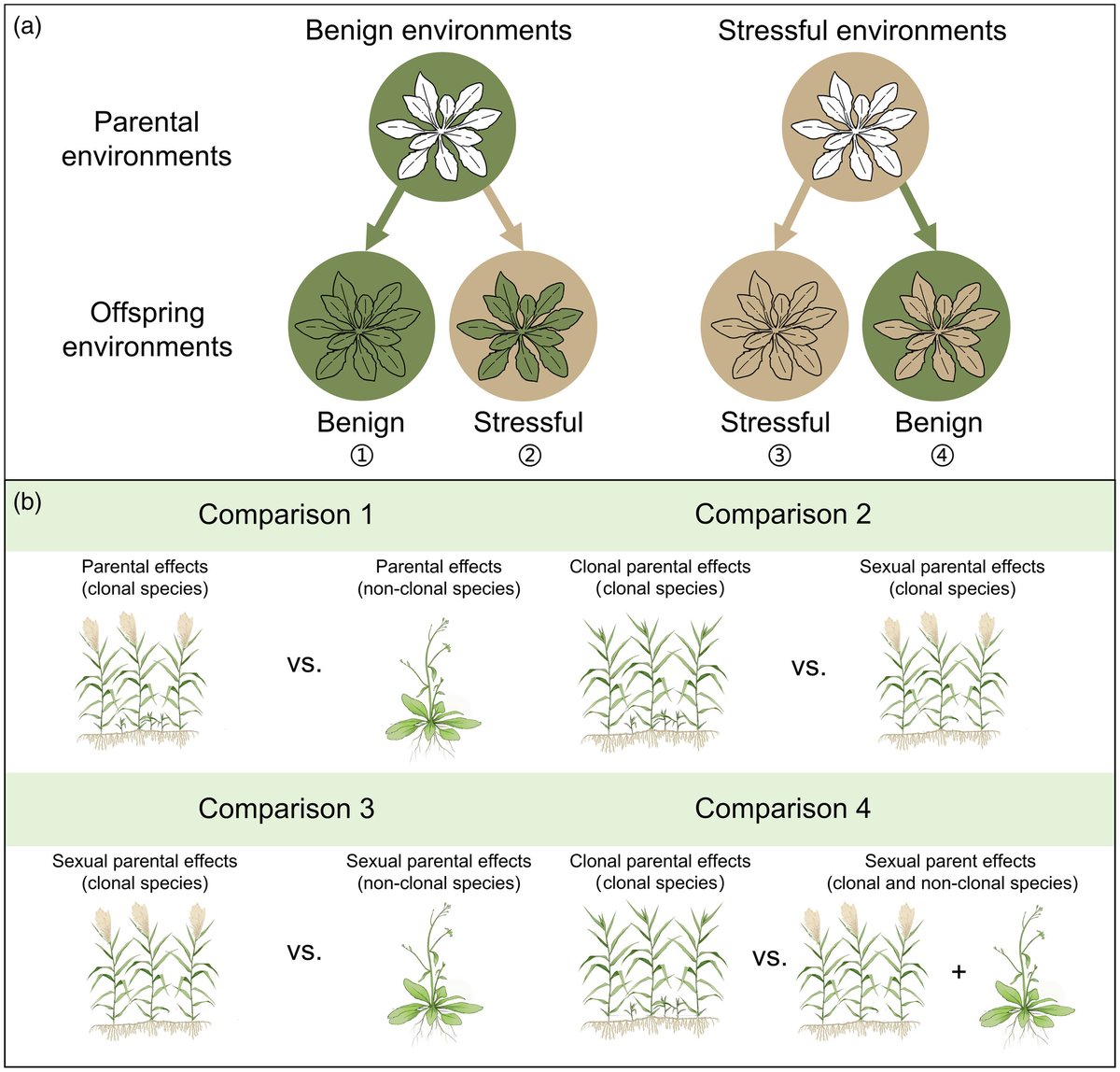 niooknaw's tweet photo. New publication: #Plant parental effects on #offspring performance: Impacts of #clonality. #plantclonality
https://t.co/Dwg2VzUsDp https://t.co/w2GvIt0NTw