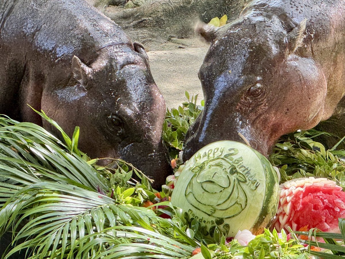 KhaokheowZoo's tweet photo. สวนสัตว์เปิดเขาเขียว ฉลองใหญ่ครบรอบ 2 ขวบ “หมูเด้ง” ซุปตาร์ระดับโลก ดันบิ๊กโปรเจกต์ “Hippo Village” งบ 75 ล้าน พลิกโฉมแลนด์มาร์คปี 2570

10 กรกฎาคม 2569  นายบุญชอบ สุทธมนัสวงษ์ ประธานกรรมการองค์การสวนสัตว์แห่งประเทศไทย ให้เกียรติมาเป็นประธานในพิธีเปิดกิจกรรม “Happy เด้ง Day ฉลองวันเกิดหมูเด้ง 2 ขวบ “อย่างเป็นทางการ ณ ส่วนแสดงฮิปโปโปเตมัสสวนสัตว์เปิดเขาเขียวจังหวัดชลบุรี เพื่อร่วมเฉลิมฉลองให้กับ “หมูเด้ง” ฮิปโปโปเตมัสแคระขวัญใจมหาชนชาวไทยและแฟนคลับจากทั่วทุกมุมโลก โดยมี นายณรงวิทย์ ชดช้อย ผู้อำนวยการสวนสัตว์เปิดเขาเขียว กล่าวต้อนรับ พร้อมด้วยนางจงกลนี แก้วสด ผู้อำนวยการองค์การสวนสัตว์แห่งประเทศไทย เป็นผู้กล่าวรายงานวัตถุประสงค์การจัดงาน โดยมีแขกผู้มีเกียรติเข้าร่วมงานอย่างคับคั่ง
     
ในพิธีเปิดไฮไลต์สำคัญ นายบุญชอบ สุทธมนัสวงษ์ พร้อมด้วยคณะผู้บริหารและนักท่องเที่ยว ได้ร่วมกันร้องเพลงแฮปปี้เบิร์ธเดย์ 2 ขวบหมูเด้ง และร่วมกันมอบเค้กวันเกิดให้แก่ “หมูเด้ง” ที่จัดตกแต่งด้วยผักผลไม้นานาชนิดภายในส่วนแสดง ท่ามกลางรอยยิ้มของแฟนคลับและนักท่องเที่ยวที่มารอชมอย่างเนืองแน่น นอกจากนี้ยังมีนิทรรศการและแกลอรี่ภาพหมูเด้ง ขบวนพาเหรดมาสคอตสัตว์เพื่อนหมูเด้งสุดน่ารักมาร่วมสีสัน และยังมีบูธให้แฟนคลับไปเขียนอวยพรวันเกิดให้กับหมูเด้งด้วย
 
นายบุญชอบ สุทธมนัสวงษ์ ประธานกรรมการองค์การสวนสัตว์ฯ เปิดเผยว่า “หมูเด้ง” ได้พิสูจน์ให้เห็นถึงพลังของการเป็น “ซอฟต์พาวเวอร์” (Soft Power) ของประเทศไทยอย่างแท้จริง โดยสามารถสร้างแรงขับเคลื่อนและผลกระทบเชิงบวกในหลากหลายมิติ ทั้งการกระตุ้นเศรษฐกิจและการท่องเที่ยวในพื้นที่จังหวัดชลบุรี รวมถึงสร้างรายได้กลับคืนสู่ภารกิจด้านการอนุรักษ์สัตว์ป่าขององค์การสวนสัตว์แห่งประเทศไทย ในพระบรมราชูปถัมภ์ ได้อย่างมหาศาลและในโอกาสนี้สวนสัตว์เปิดเขาเขียวยังได้เดินหน้าโครงการ “Hippo Village” (หมู่บ้านฮิปโป) ด้วยงบประมาณสนับสนุนจากรัฐบาล 75 ล้านบาท โดยโครงการนี้จะเริ่มก่อสร้างในปี 2570 เพื่อมุ่งยกระดับสวัสดิภาพสัตว์และพัฒนาสวนสัตว์ไทยให้ก้าวสู่มาตรฐานระดับสากลอย่างยั่งยืนต่อไป                                                                                 
   
โดยการก่อสร้าง “Hippo Village” ในครั้งนี้ มีวัตถุประสงค์สำคัญเพื่อปรับปรุงส่วนจัดแสดงและพื้นที่เพาะเลี้ยงฮิปโปโปเตมัสแคระและฮิปโปโปเตมัสให้มีความเหมาะสมมากขึ้นภายใต้แนวคิดการออกแบบ Nature-Based Design ที่จำลองสิ่งแวดล้อมให้ใกล้เคียงกับธรรมชาติมากที่สุด ซึ่งจะช่วยส่งเสริมสวัสดิภาพสัตว์ (Animal Welfare) ให้ดียิ่งขึ้น เอื้อต่อการแสดงพฤติกรรมตามธรรมชาติอย่างอิสระ และมีระบบจัดการสิ่งแวดล้อมที่ยั่งยืน

นอกจากจะเป็นการมอบบ้านหลังใหม่ที่ดีขึ้นให้แก่หมูเด้งและเพื่อนๆ แล้ว โครงการนี้ยังเป็นอีกหนึ่งแลนด์มาร์คสำคัญที่จะช่วยรองรับนักท่องเที่ยวได้อย่างมีประสิทธิภาพ ปลอดภัย และช่วยกระตุ้นเศรษฐกิจการท่องเที่ยวของไทยในระยะยาวอย่างยั่งยืนอีกด้วย
#moodeng #สวนสัตว์เปิดเขาเขียว #หมูเด้ง #แฮปปี้เด้งเดย์