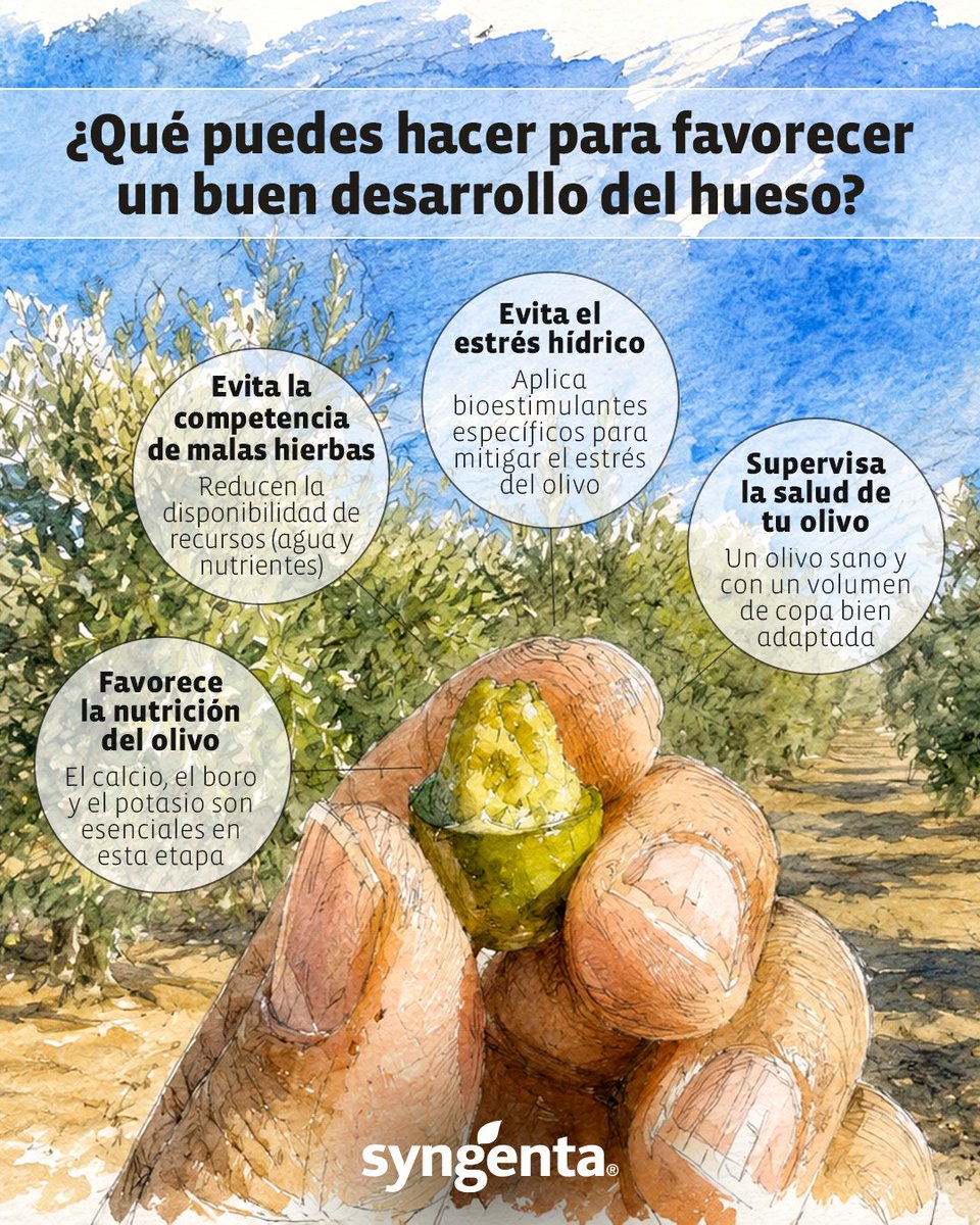 SyngentaES's tweet photo. La etapa de formación del hueso de la aceituna 🫒, que tiene lugar durante estas semanas, es esencial para un desarrollo óptimo del fruto.
 
 Descubre qué medidas puedes poner en práctica en este sentido, favoreciendo así una mayor productividad de tu campaña de olivar 🌳 https://t.co/EnFfF7KzTg