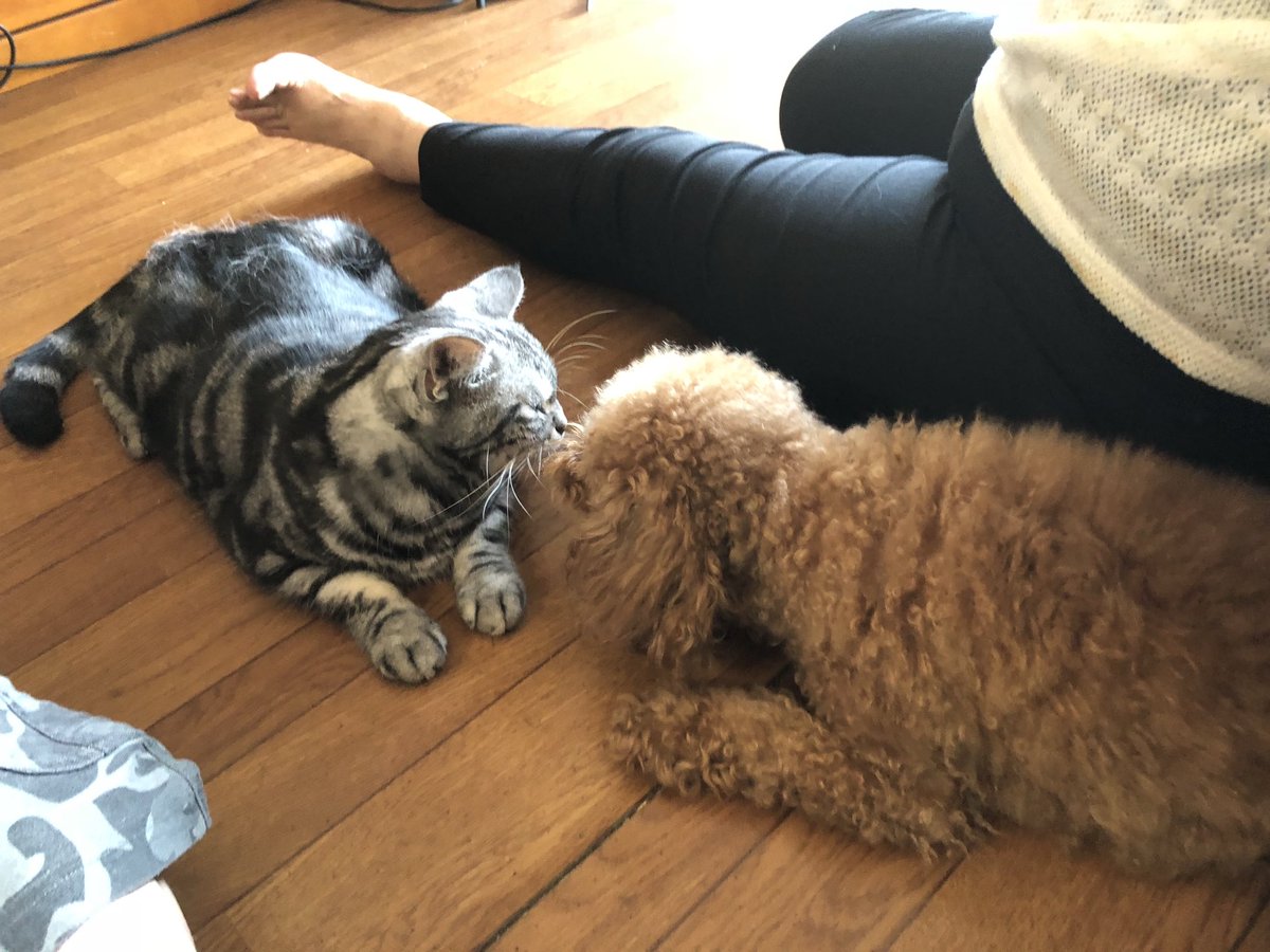 yandkey's tweet photo. 隣の脚は無視して下さいな！
茶々とももは、女の子同士、犬猫超えて仲良かった。
きっと今頃、大ちゃんを追いかけて、
仲良くしてくれるといいなって思う。 https://t.co/LngAG8WDcc