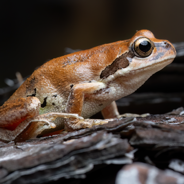 AMAZlNGNATURE's tweet photo. The wood frog survives winter by freezing

Its heart stops beating and much of its body freezes, then it thaws in spring and hops away https://t.co/BRFxAn599a