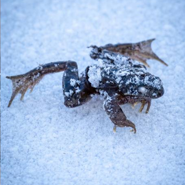 AMAZlNGNATURE's tweet photo. The wood frog survives winter by freezing

Its heart stops beating and much of its body freezes, then it thaws in spring and hops away https://t.co/BRFxAn599a