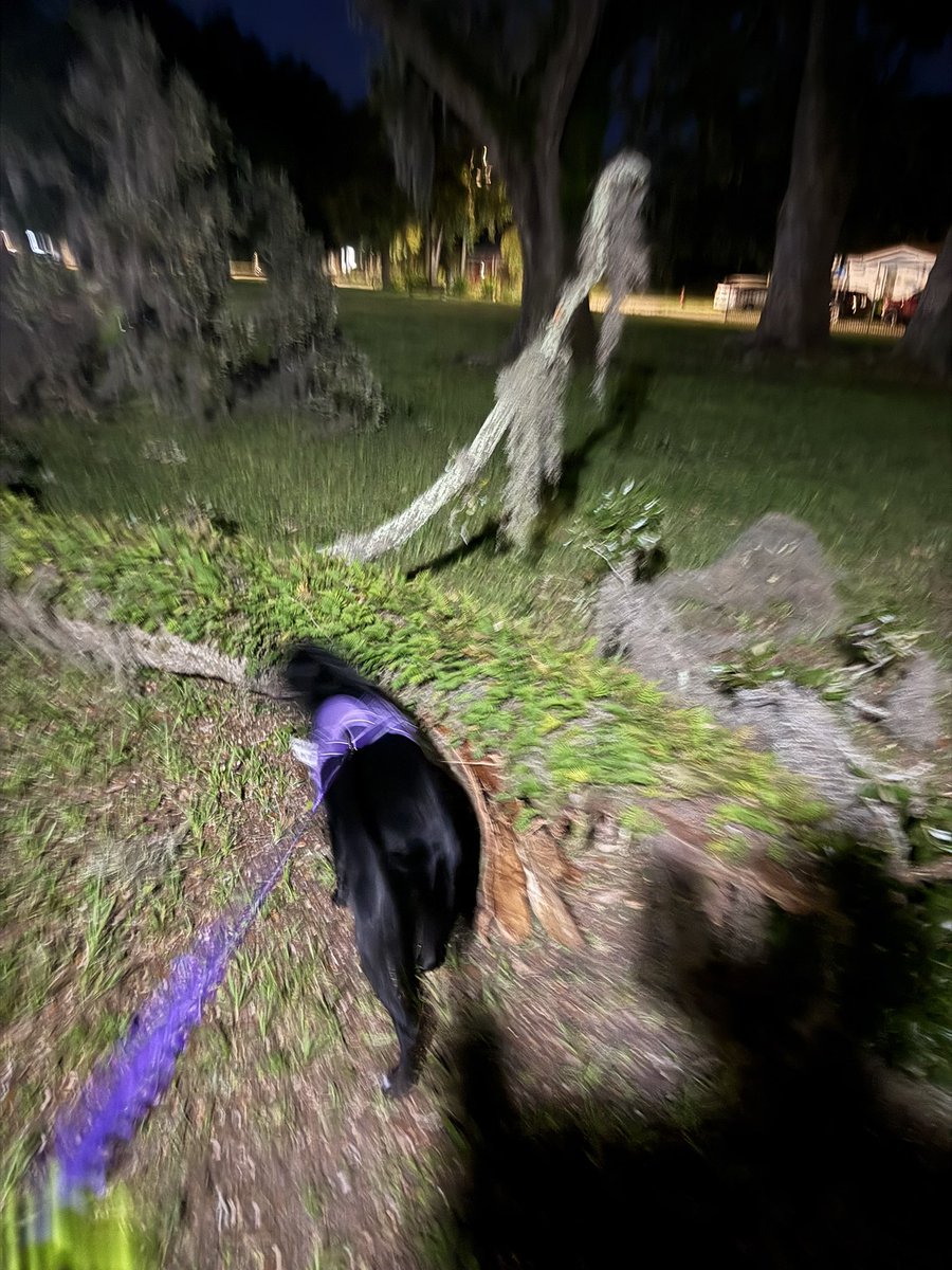 gc_harrell1's tweet photo. Agent (Code Name) WW had a busy pre-dawn patrol.  She observed many differing Did Dinosauria and examined the detritus of the wind from two nights ago… https://t.co/1DVWt0XZ8J