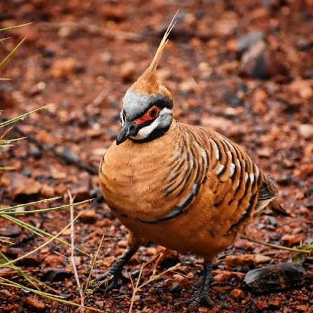 AMAZlNGNATURE's tweet photo. Few pigeons look as remarkable as the spinifex pigeon

Its tall crest and colorful face make it instantly recognizable across Australia’s dry interior https://t.co/9WN5uOySh1