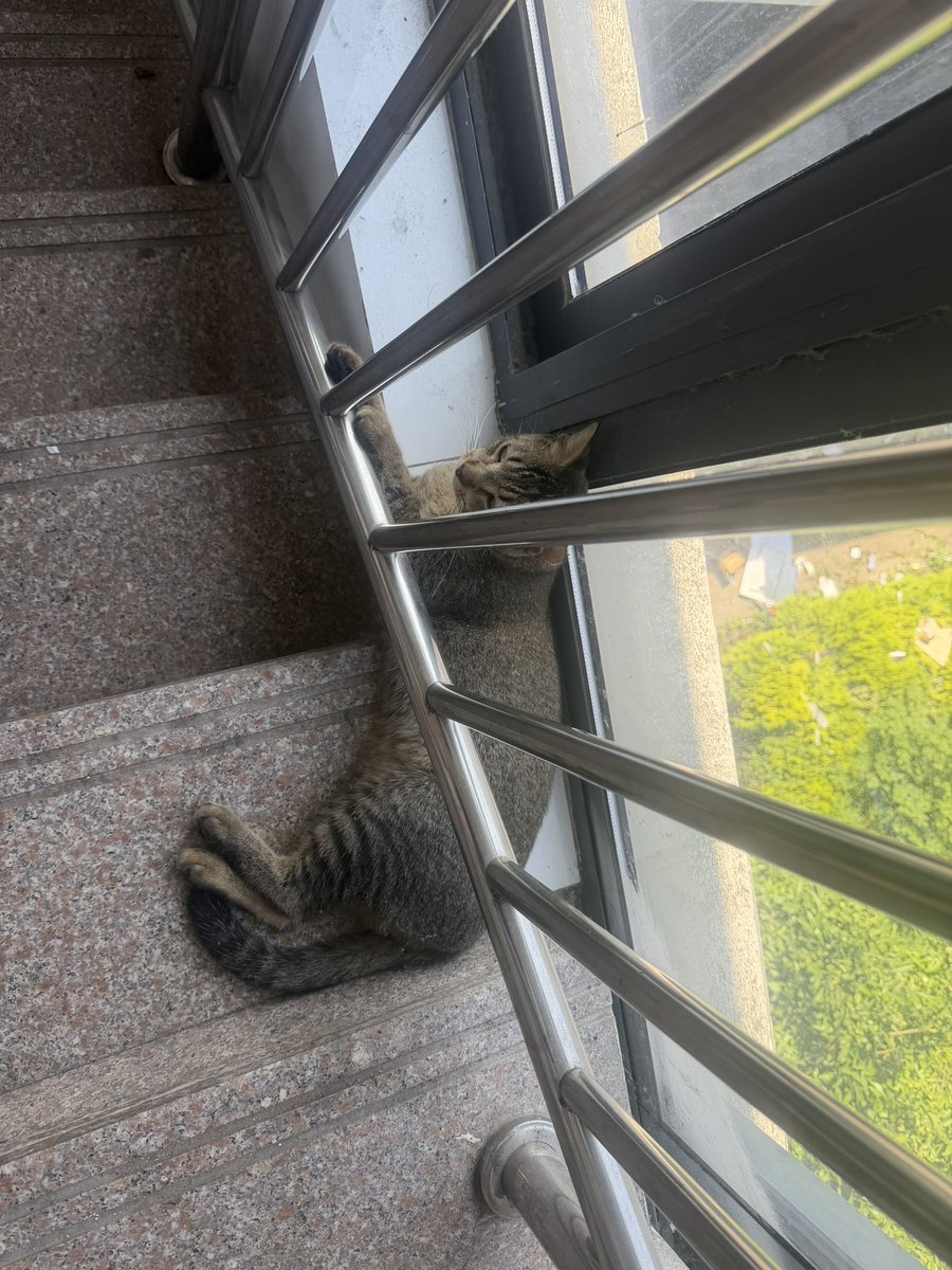 mimimyani's tweet photo. 在三楼楼梯睡觉的小猫，本来还是仰着头睡觉的！楼梯的人上上下下跟地震一样它都没醒！这猫神了 可惜当时没拍下仰头睡觉的照( ´▽` ) https://t.co/HOKCJ0ko5l