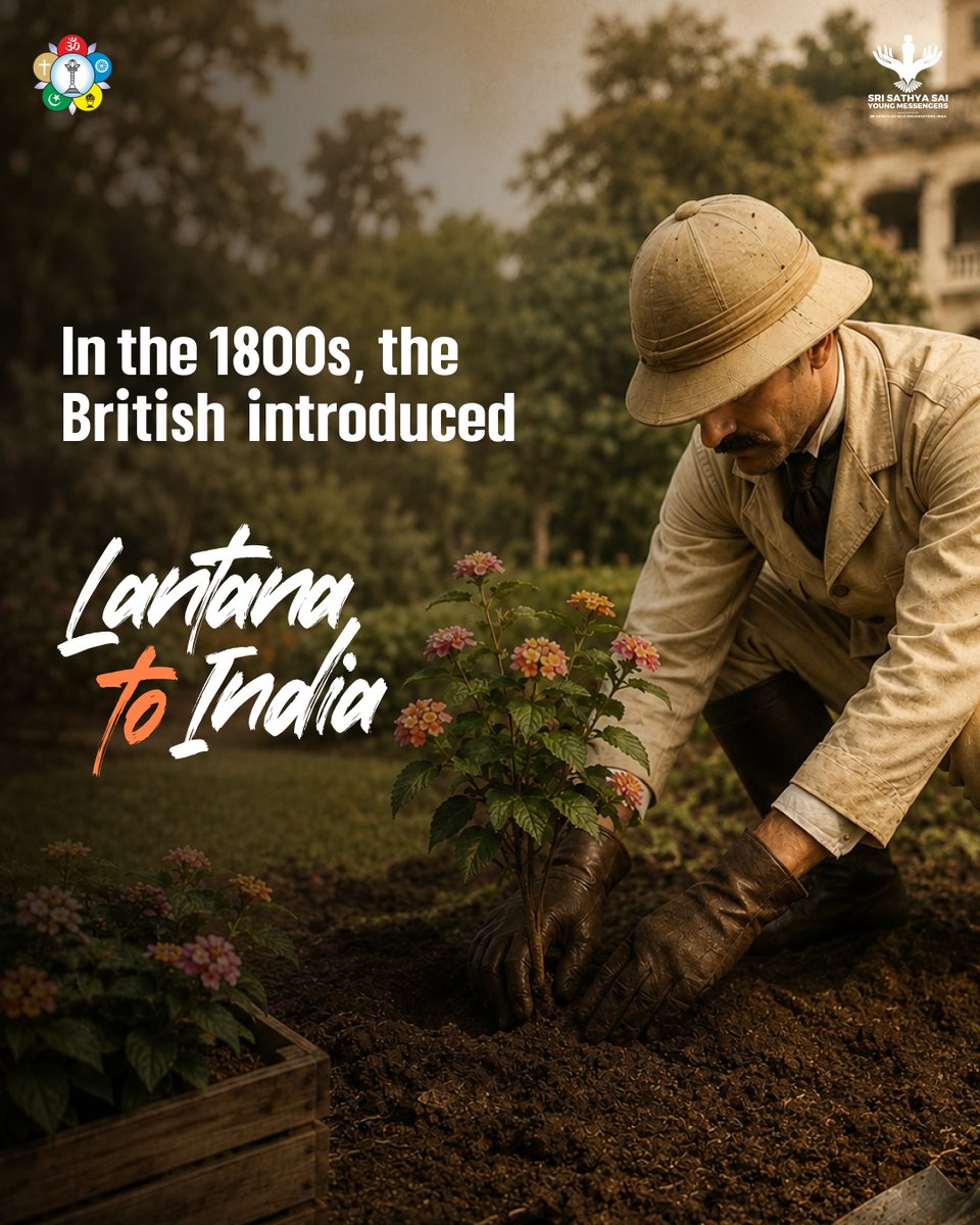 ssssoindia's tweet photo. Sairam, Number of trees together make a forest. 

Planting trees is important, But planting the right trees is even more important. Lantana was introduced to India over a century ago as an ornamental plant.  #Prematharu #TreePlantation #NativeTrees #RestoreNature #LoveAllServeAll https://t.co/oxfz39XkCd