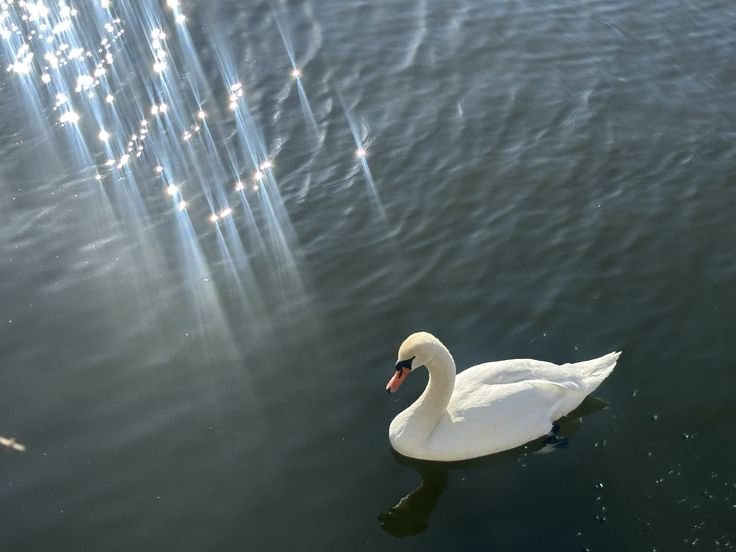 kooromi19's tweet photo. floating through a moment of calm https://t.co/aGFxdhHY0H