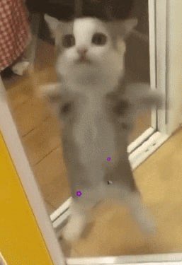 HappyCatRH's tweet photo. The Happiest Cat On Robinhood https://t.co/xiDn8i1Dyn
