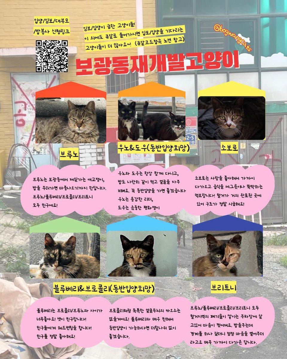 sosweet_hosu's tweet photo. (RT요청, 공유요청) 🐈끝나지 않는 이야기, 보광동 재개발지역의 마지막주민 보광동재개발 고양이🐈@bogwangcats 

🚨현재 임보 입양이 급한 고양이들 (이외에도 큐알로 들어가시면 임보/입양을 기다리는 고양이들이 더 많습니다!) 브루노, 우노&amp;도우, 소보로 https://t.co/j9sW1Pd2C1