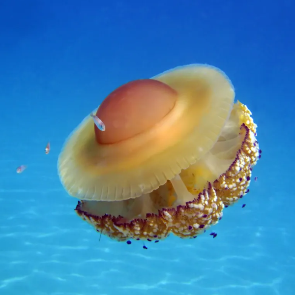 AMAZlNGNATURE's tweet photo. Nature made a jellyfish that looks like a fried egg

Its bright yellow dome resembles a yolk, and unlike many jellyfish, its sting is very mild. https://t.co/ON7Es75IZs