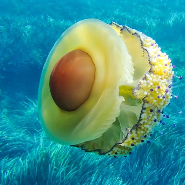 AMAZlNGNATURE's tweet photo. Nature made a jellyfish that looks like a fried egg

Its bright yellow dome resembles a yolk, and unlike many jellyfish, its sting is very mild. https://t.co/ON7Es75IZs