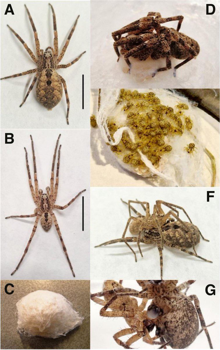 niooknaw's tweet photo. New publication: Development and reproduction in the range-expanding #spider, Zoropsis spinimana (Araneae, Zoropsidae), by @Jeffrey75327765 and others. #climatechange #falsewolfspider 
https://t.co/fz7krZLgsD https://t.co/8QRUM07OGZ