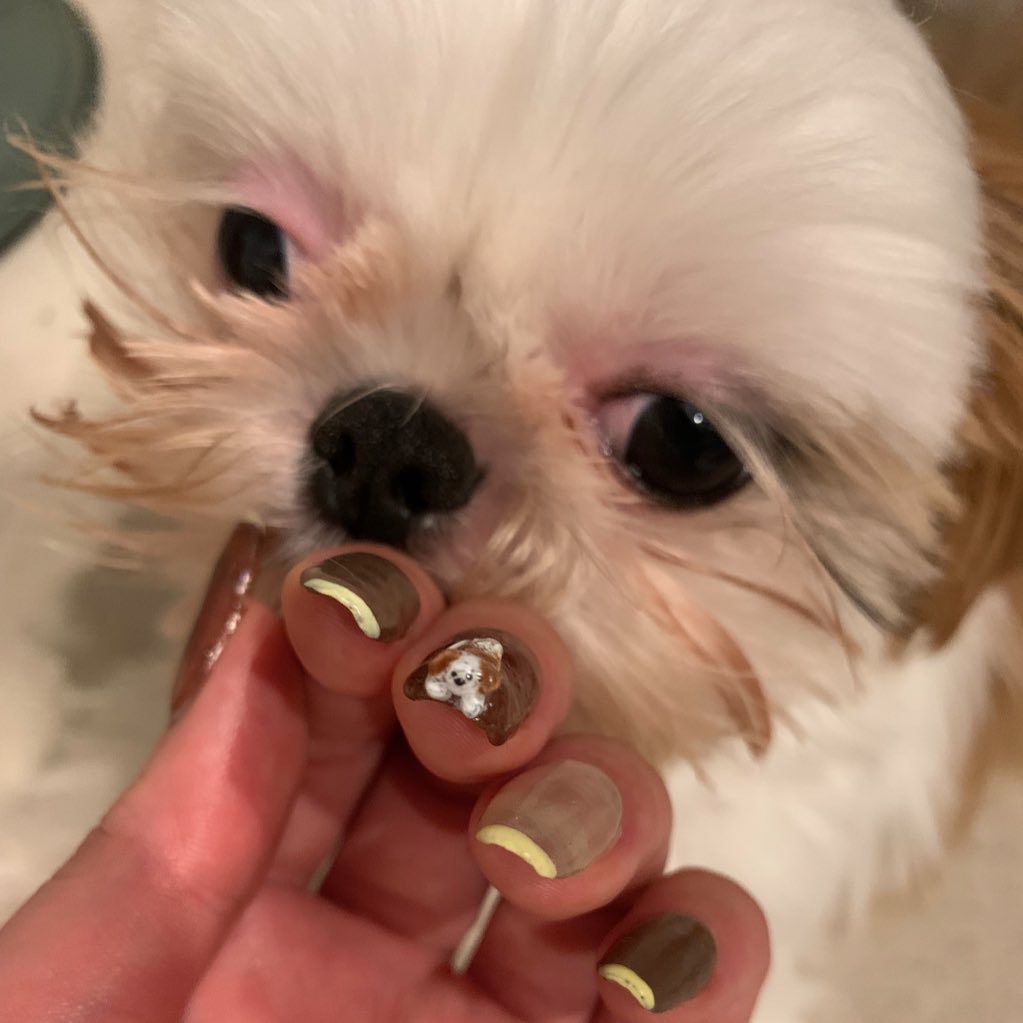 szhal_editor's tweet photo. 今月の担当新刊ネイルと書籍の投稿に犬がいることにお気づきですか？

実は昨年末に『自分軸手帳』に「30歳までに犬を飼う」って書いたんです。そこから輪郭がはっきりして、1月に出会ったのが我が家の愛犬・ムツ。
手帳に書かなければ��えなかったかもしれない。書いたことで人生が変わったんです。 https://t.co/b8392JIbRz