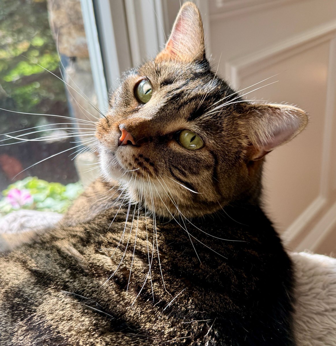 MissyBBBobtail's tweet photo. Getting a cat will not solve all your emotional problems.
For that you need at least 3 cats. https://t.co/x7Jv43uHzm