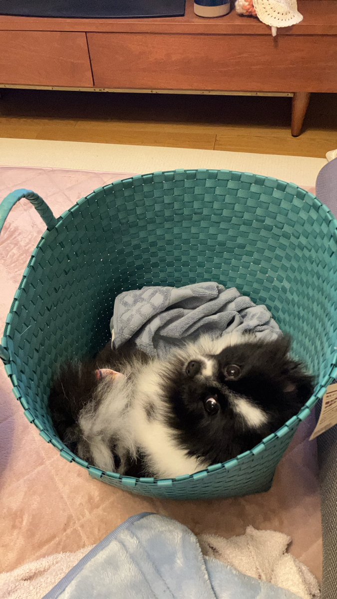 2rabbit3pompom's tweet photo. @mickey_chan25 我が家も洗濯のカゴに白黒の狐が湧きました
信じられません.... https://t.co/PUXIeWdmZz