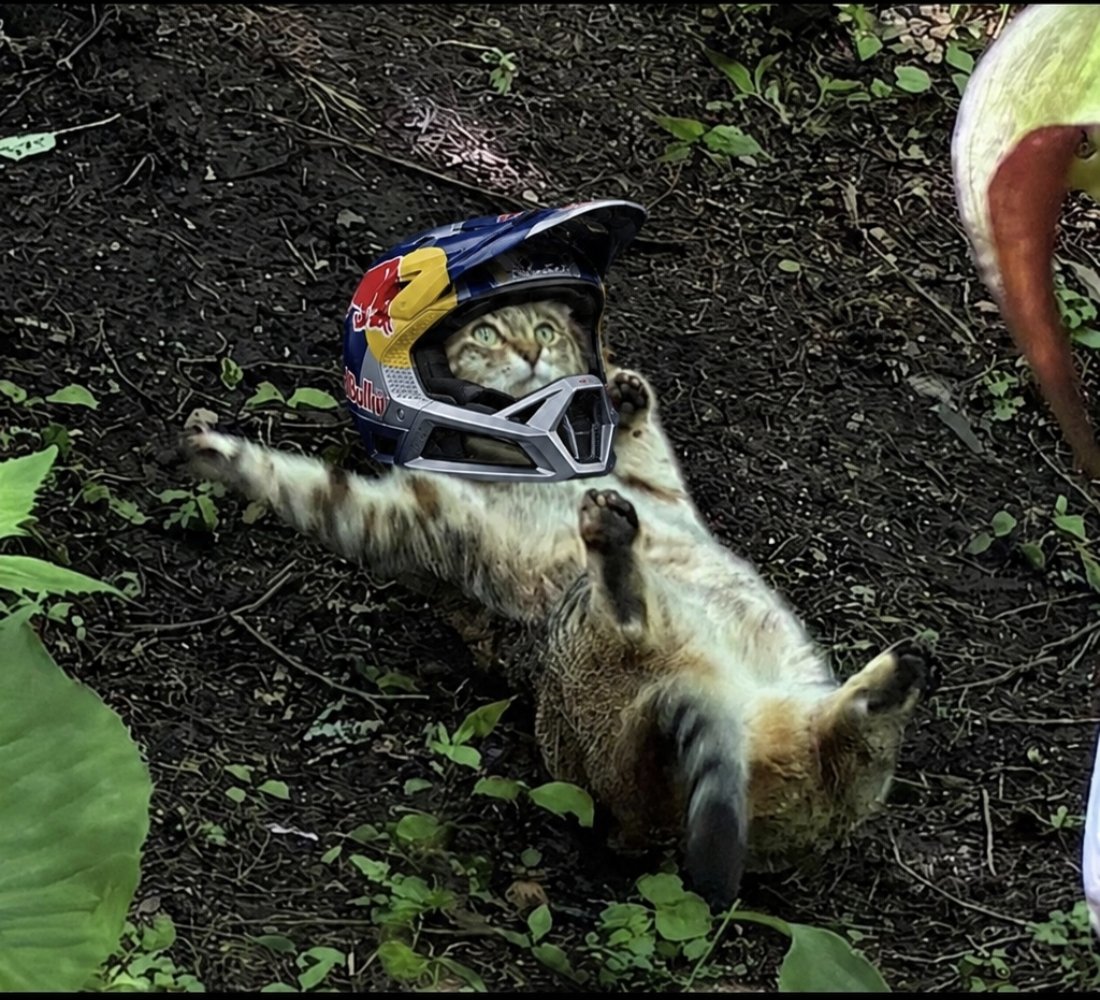 AceOfChaosX's tweet photo. Worlds most famous $滑る猫 taking Sliding very seriously
#SlidingCat
@Slidingcatsol
@redbull
#worldcatday 8 Aug https://t.co/A6WMIXhsi5