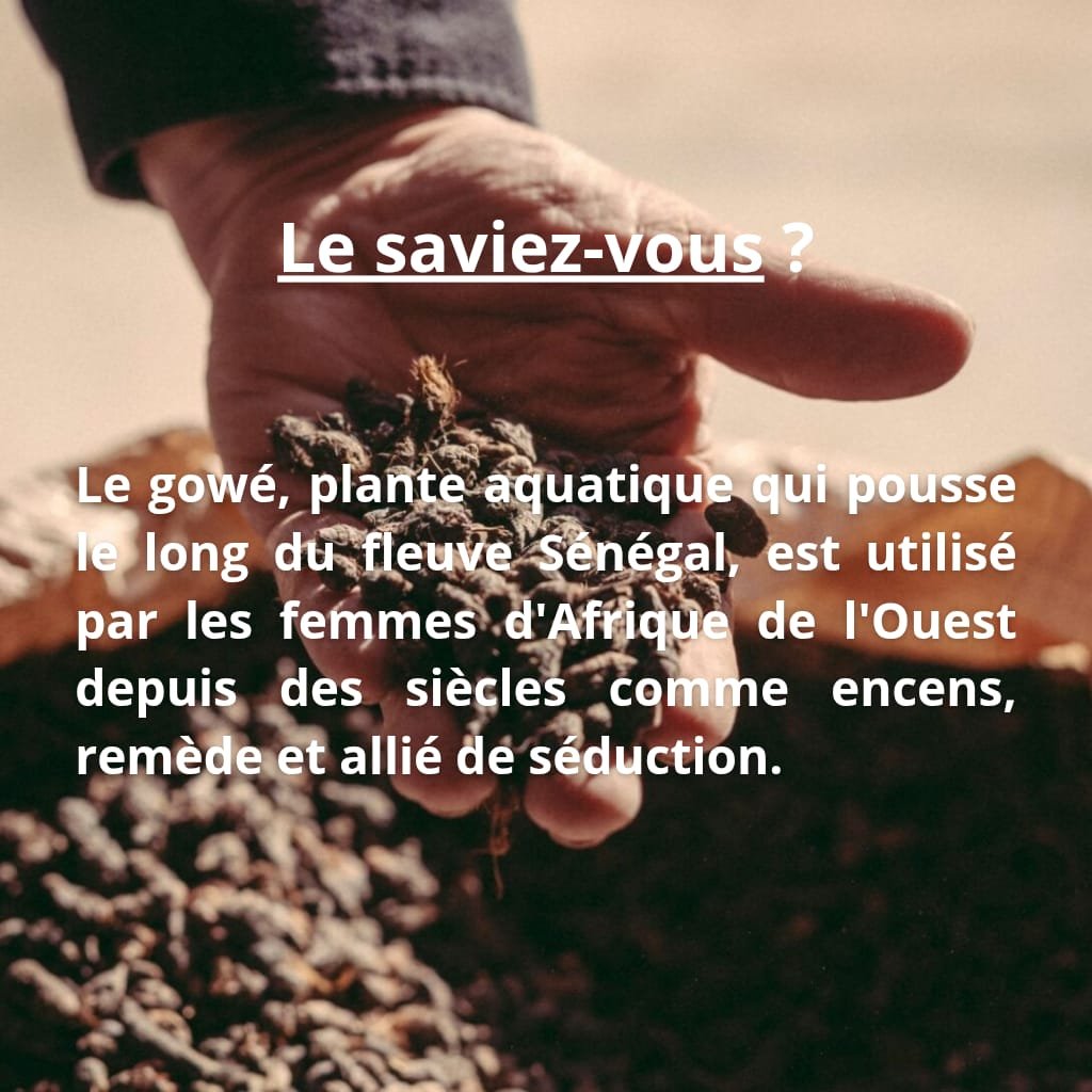 RevedAmbre's tweet photo. Thiossane !!! Tchiey mame aka xam lou bakh. 

Nos grands-mères détenaient un secret précieux, et aujourd'hui, le monde entier s'incline devant sa puissance olfactive.
​Quand cette plante sacrée s'invite dans la parfumerie moderne, elle bouscule tout sur son passage. https://t.co/DyXV8kmdPM