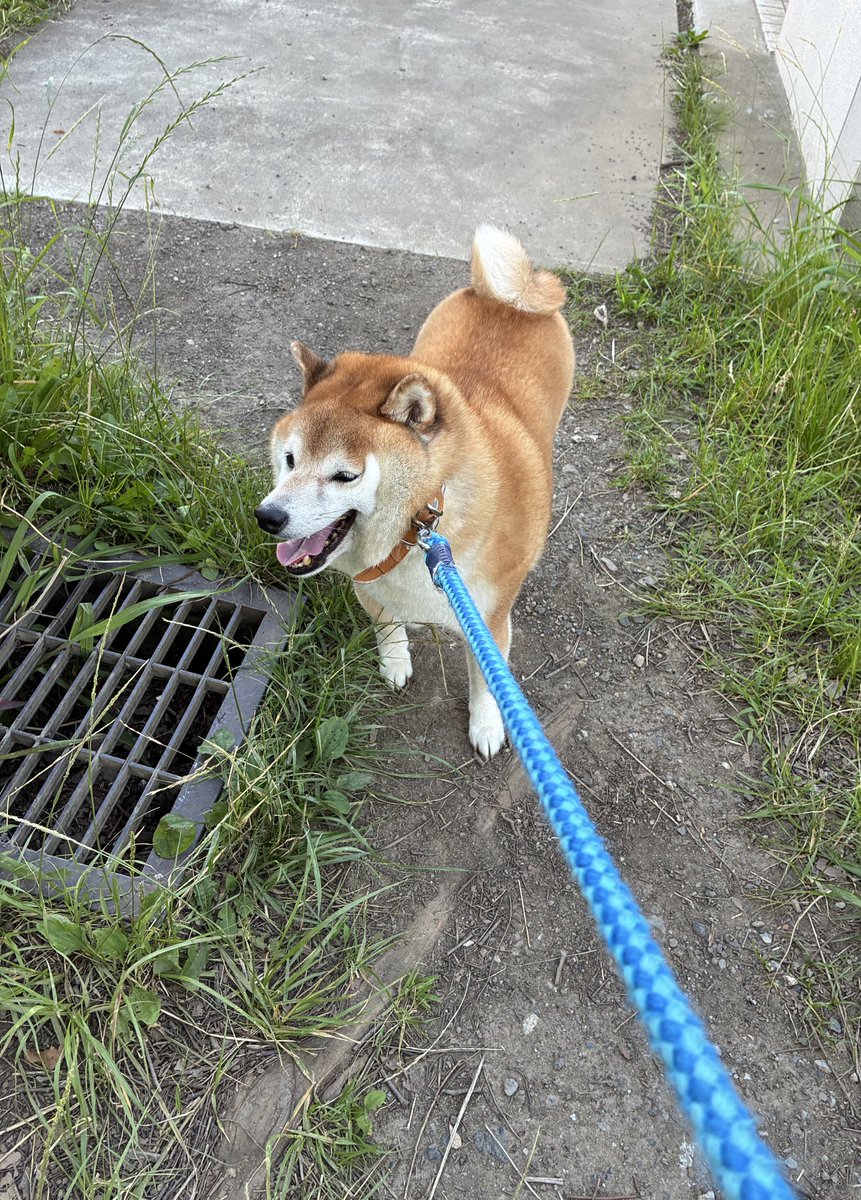 inutsukq's tweet photo. 1ヶ月ぶりに会いにいって、即散歩行きたい！っていうから散歩連れてったら開始5分で拒否 https://t.co/LWbeiTOCva