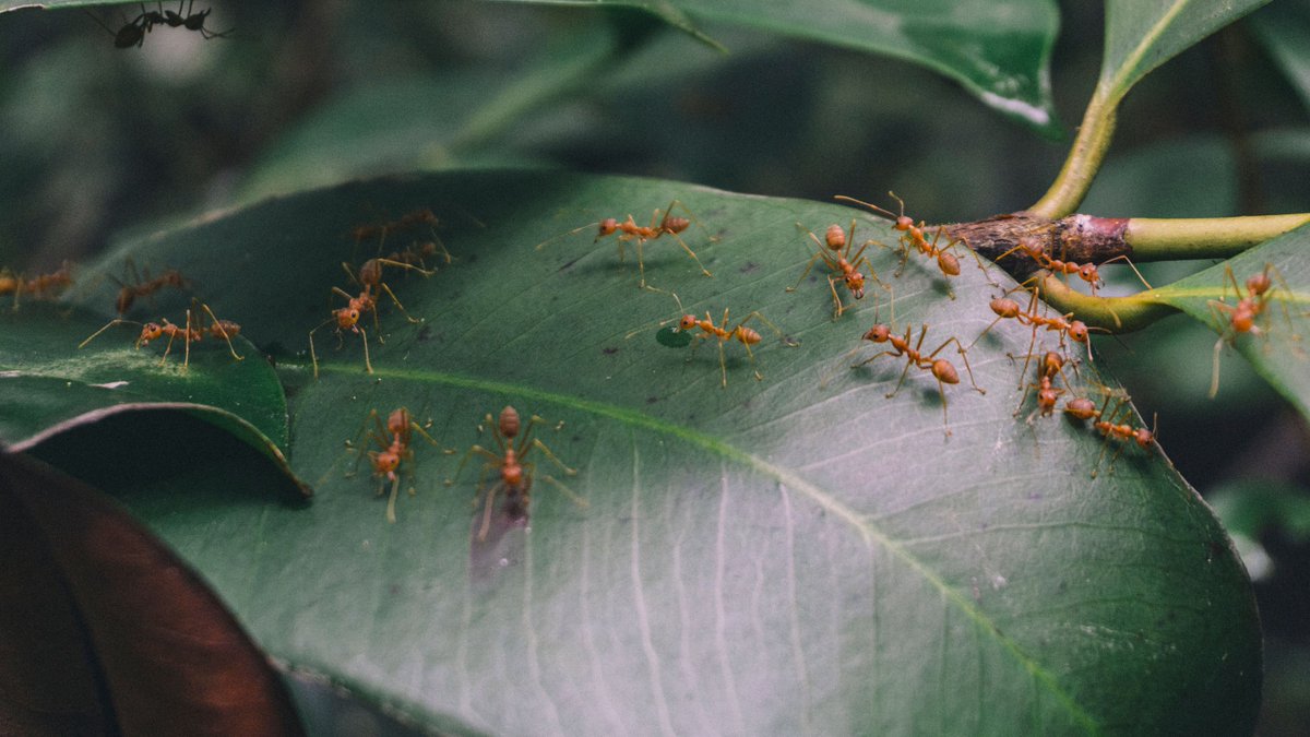 BarlasStephen's tweet photo. İŞTE SİZE İLGİNÇ BİR BİLGİ:

🐜 Karıncaların akciğeri yoktur.

Nefes almak için akciğer yerine, vücutlarının yan tarafındaki mikroskobik delikleri kullanırlar. Oksijen bu deliklerden doğrudan vücutlarına ulaşır. https://t.co/xMW7OLujtJ