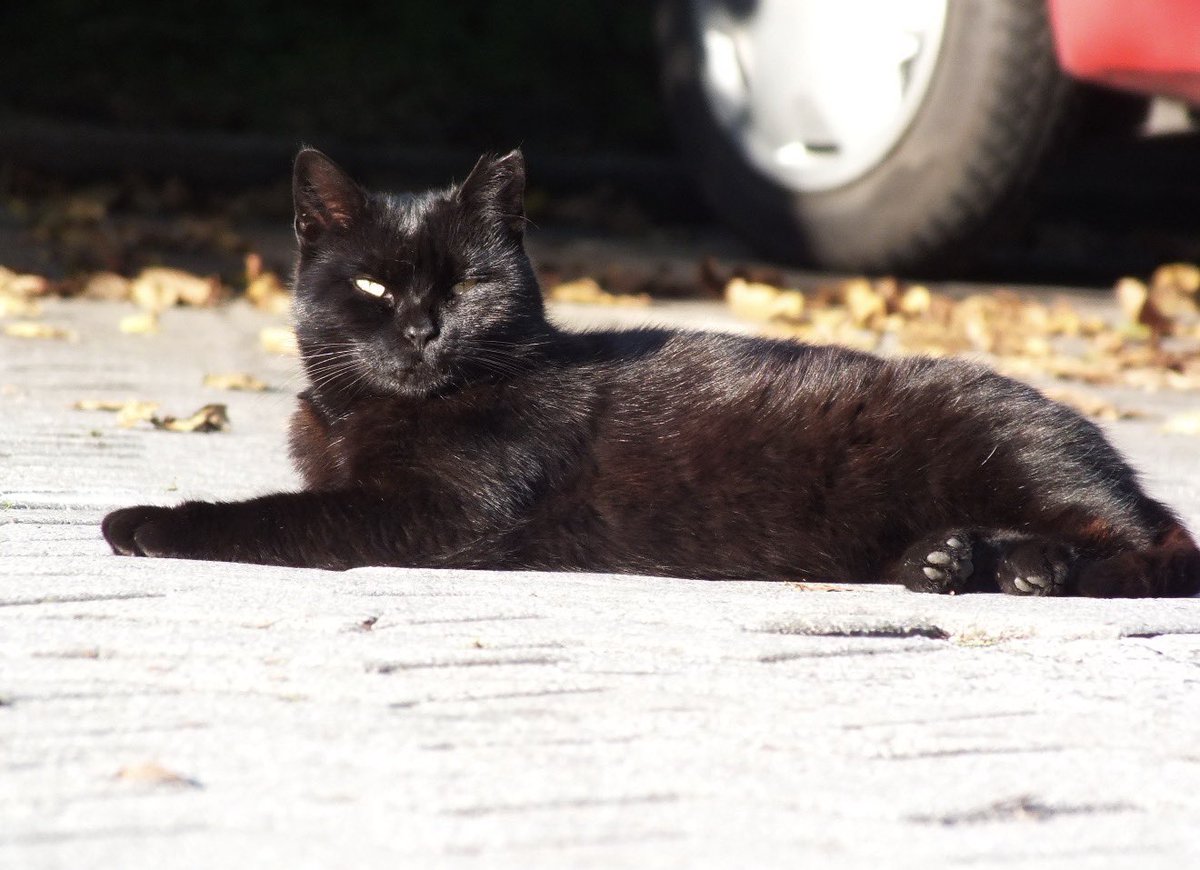 🇨🇿チェコのネコたち〜 動物を撮るのが好きだけどネコは格別。 黒猫
