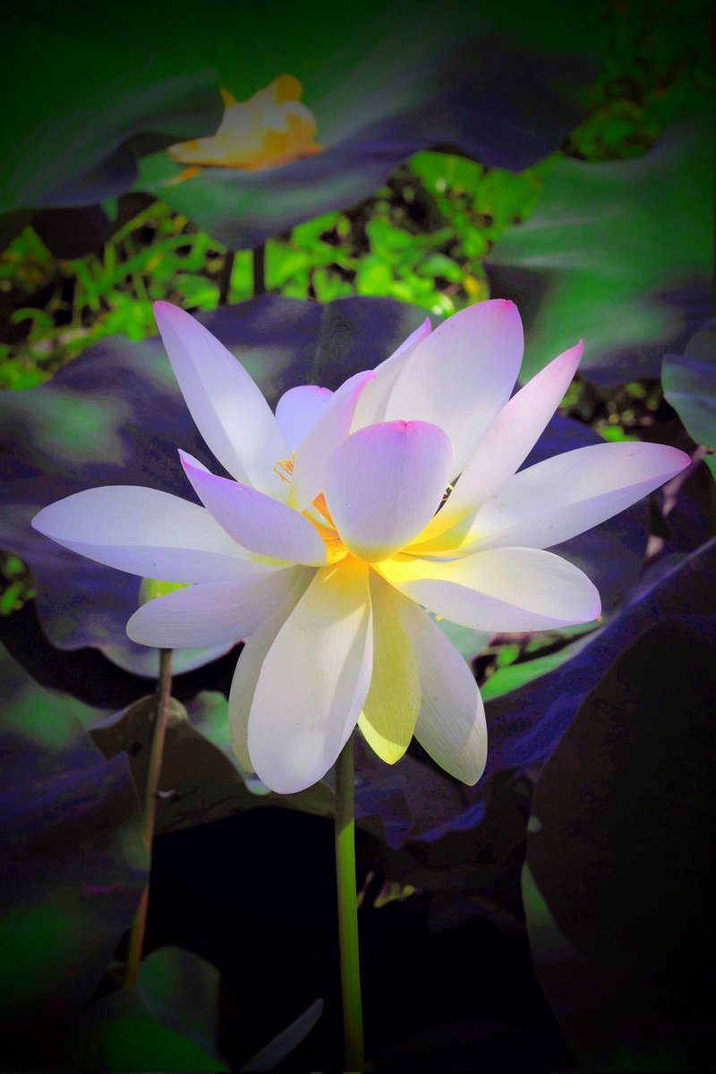 hanabi48890572's tweet photo. 🪷ハス🪷𓂃.𓈒𓂂𓇬◌۫🫧②
　　♪ ∧🪷∧
　　　( ´∀` ) ♪ﾙﾝﾙﾝ
　♪　と🧋　⊃ハス
　　　 (＿ニつ  大好き〜
　⌒⌒　(ノ     🙏🙇‍♀
 『花言葉』
🪷神聖
🪷清らかな心
#本證寺卍 https://t.co/CIsonUiG2k