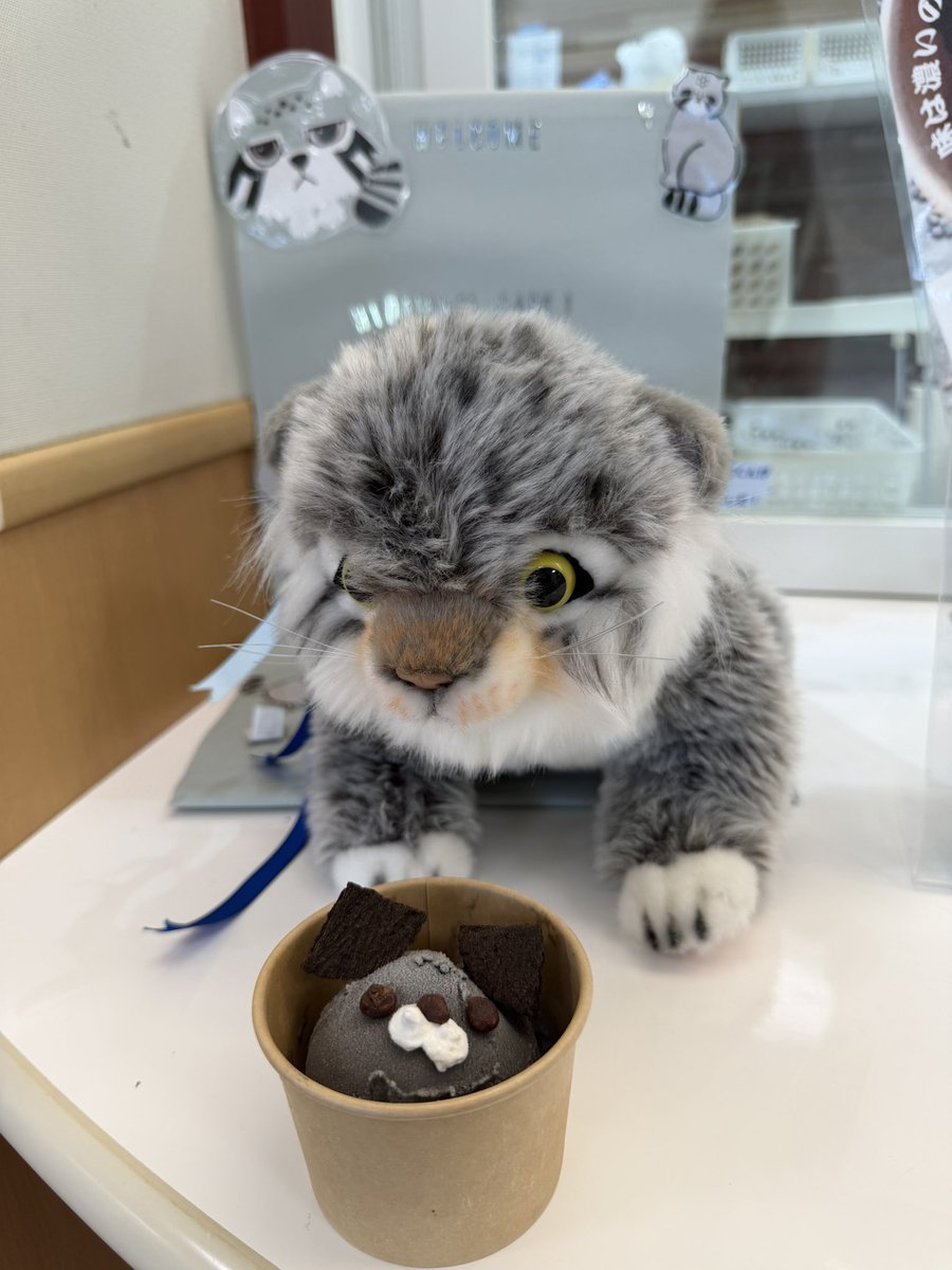 miya38_1104's tweet photo. あ！！！レッサーパンダランチ載せるの忘れてました！！！(きっと忘れてもなんの問題もないと思うのですが😂)
ちなみにカフェタイムにはマヌルネコジェラートで体を冷やしました✨ https://t.co/9BUGGZzGKi