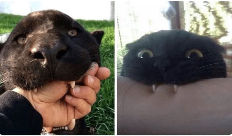blackscats's tweet photo. I see no difference https://t.co/0jlfTZmZSf