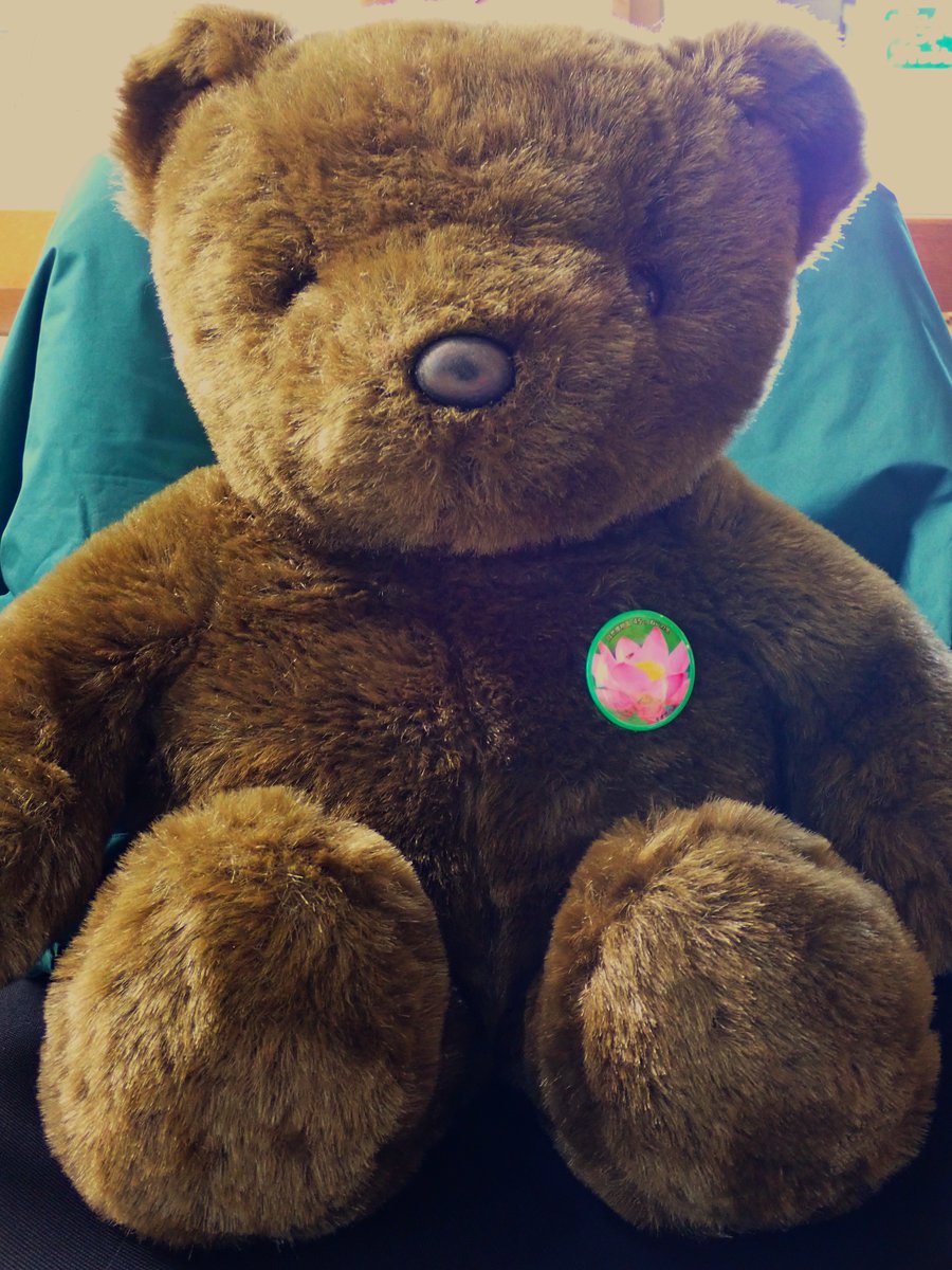 shizen_nei's tweet photo. 大賀蓮の花が咲きました。ねいの里の缶バッチにも映っているのでぜひ、見に来てください。
＃大賀蓮　＃開花情報　＃缶バッチ https://t.co/3cP5CGvusx