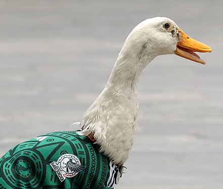 The_Davos_Man's tweet photo. The real world cup mascot always ends up being something else.

2010 - Paul the Octopus who correctly predicted all games
2014 - James Rodrigues grasshopper
2022 - The cat that cursed Brazil
2026 - Merlin the Mexican duck https://t.co/MbBiIhX2zq
