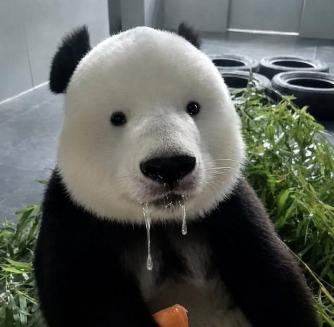 pendusol_'s tweet photo. when hotels have free breakfast buffet https://t.co/EFSRLylvr3