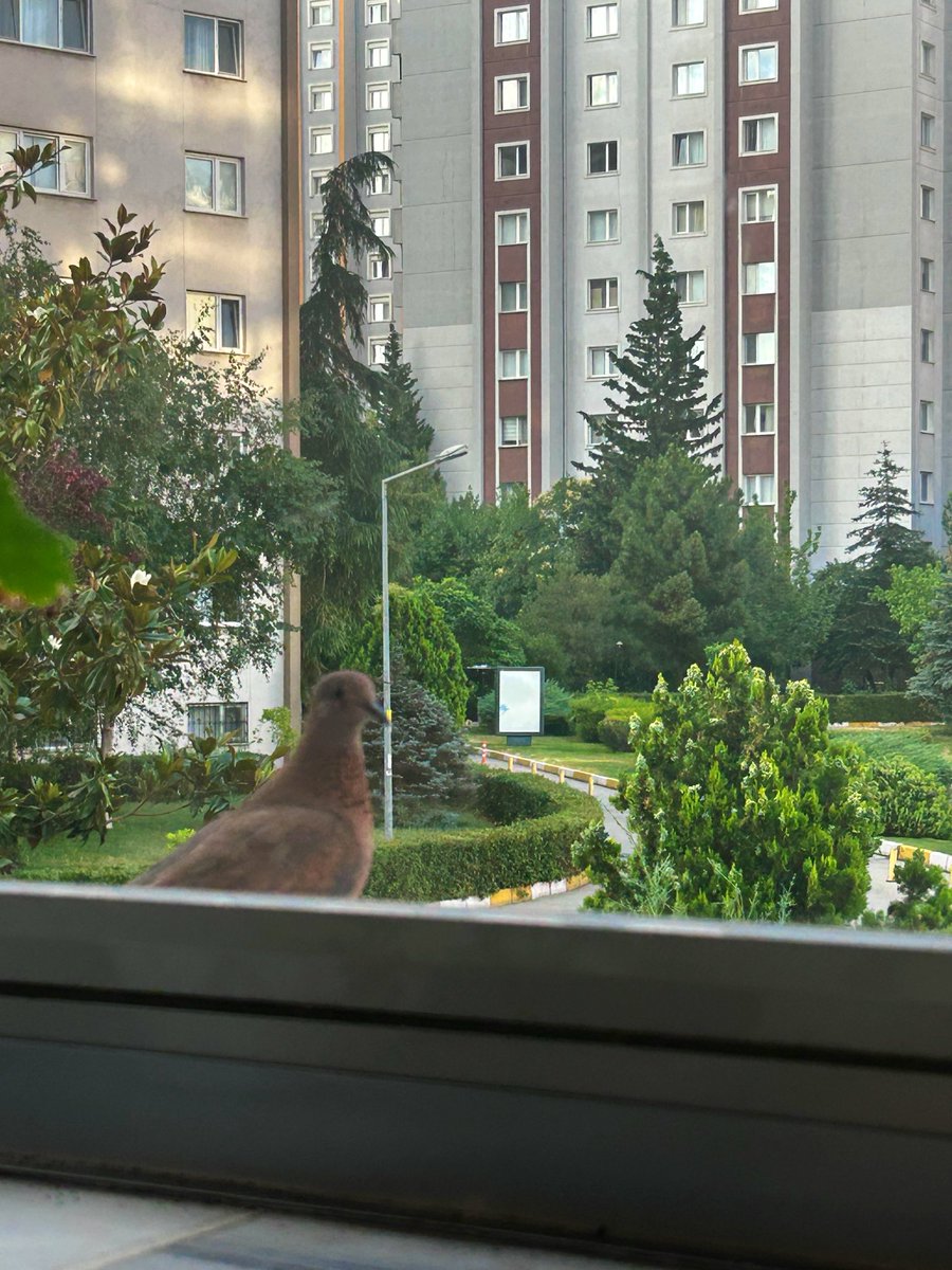 yogunanne's tweet photo. Sevginin hüküm sürdüğü yerde güç hırsı yoktur. Güç hırsının hâkim olduğu yerde ise sevgi yoktur. 
Biri öbürünün gölgesidir.
C.Jung

Sonsuz güven duyduğu alanı seçen küçük misafirim 🕊️

Günaydın ☀️ https://t.co/PzT3wkax4l