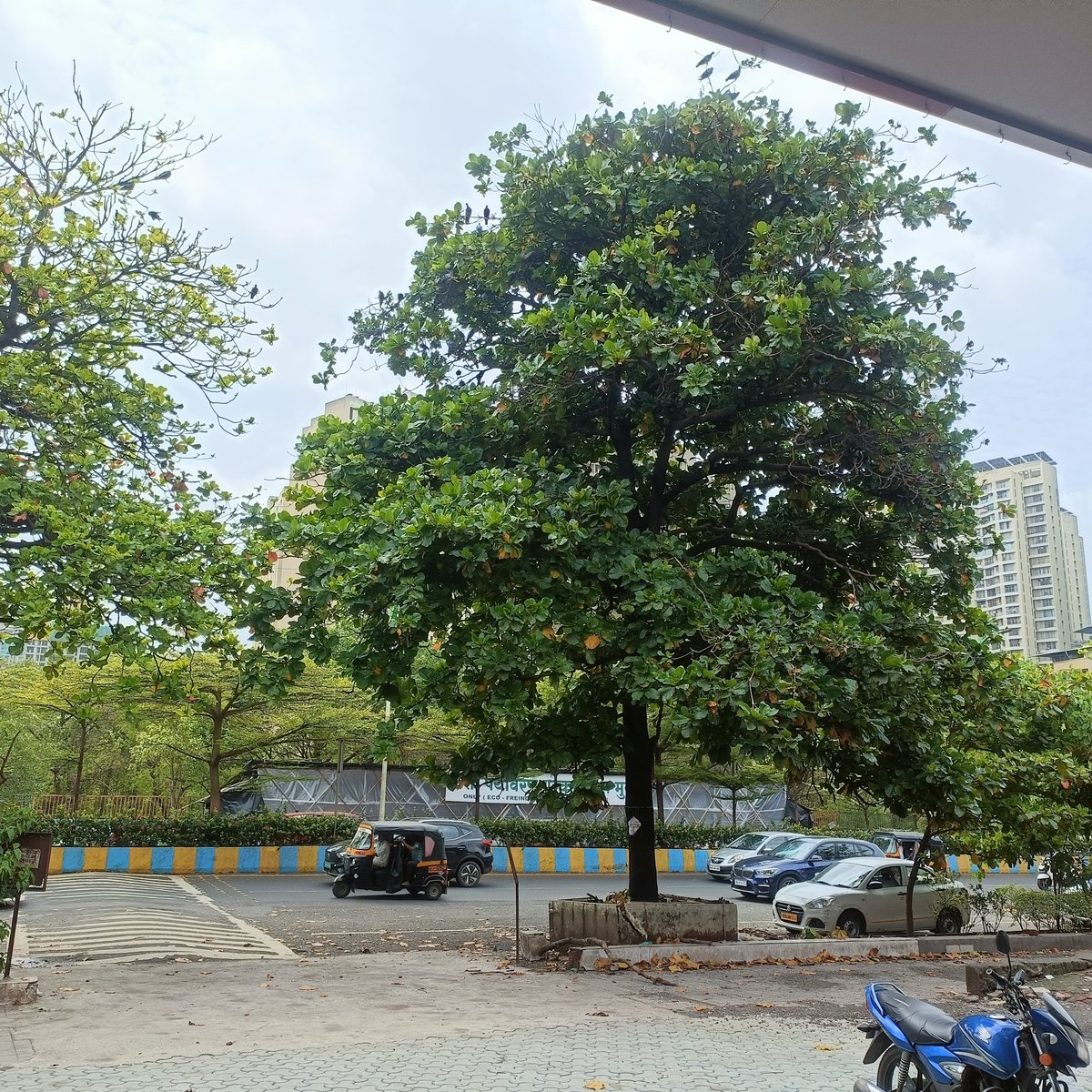 NikunjC1993's tweet photo. @mieknathshinde @TMCaTweetAway It's a kind request to please Trim this tree and do the necessary action before something wrong happens as these trees are more than 25-30 years old.. location Gladys Alwaris Road Opposite Mukesh Super Mart Manpada Thane West https://t.co/aVzzaOGb6l